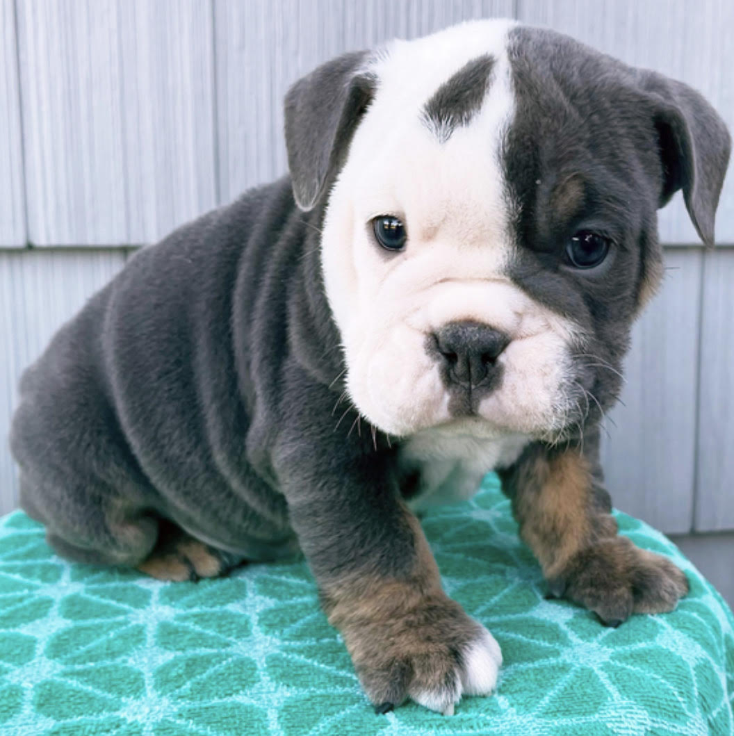 comprar cachorros sanos, baratos y asequibles para la venta